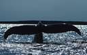 Megaptera novaeangliae - large whalebone whale with long flippers noted for arching or humping its back as it dives