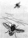sheep botfly - larvae are parasitic on sheep sheep botfly - larvae are parasitic on sheep