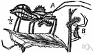 genus Arilus - a genus of Reduviidae