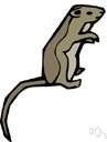 pygmy mouse - very small dark greyish brown mouse resembling a house mouse