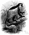 Colobus guereza - a colobus monkey with a reddish brown coat and white silky fringes down both sides of the body