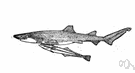 suckerfish - marine fishes with a flattened elongated body and a sucking disk on the head for attaching to large fish or moving objects