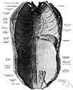 transversus abdominis muscle