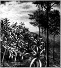 Cordaites - tall Paleozoic trees superficially resembling modern screw pines