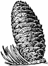 balm of Gilead - medium-sized fir of northeastern North America
