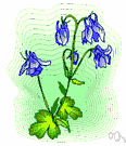 delphinium - any plant of the genus Delphinium having palmately divided leaves and showy spikes of variously colored spurred flowers