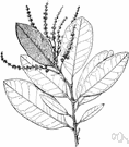 Castanopsis - evergreen trees and shrubs of warm regions valued for their foliage