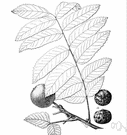 California black walnut - medium-sized tree with somewhat aromatic compound leaves and edible nuts