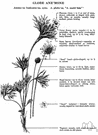 genus Hudsonia - small evergreen subshrubs of North America