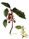 family Aquifoliaceae - widely distributed shrubs and trees