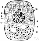 plastid - any of various small particles in the cytoplasm of the cells of plants and some animals containing pigments or starch or oil or protein