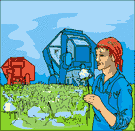 cotton wool - soft silky fibers from cotton plants in their raw state