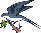 Progne - a genus of Hirundinidae