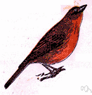 Piranga flava hepatica - common tanager of southwestern United States and Mexico