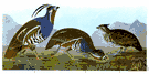 Oreortyx - mountain quail of western United States