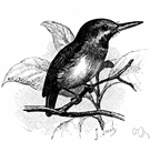 Todus - type genus of the Todidae