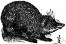 Tendrac - small often spiny insectivorous mammal of Madagascar