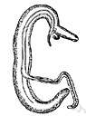trematode worm