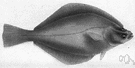 Parophrys - a genus of Soleidae