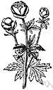 trollius - perennial herbs of north temperate regions: globeflowers