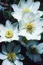 Iceland poppy - subarctic perennial poppy of both hemispheres having fragrant white or yellow to orange or peach flowers