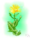 yellow spiny daisy