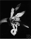Orchidaceae - enormous cosmopolitan family of perennial terrestrial or epiphytic plants with fleshy tubers or rootstocks and unusual flowers