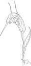 helmet orchid - any of numerous orchids of the genus Pterostylis having leaves in a basal rosette and green flowers often striped purple or brown or red with the dorsal sepal incurved to form a hood
