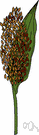 Guinea corn - sorghums of dry regions of Asia and North Africa