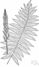 cinnamon fern - New World fern having woolly cinnamon-colored spore-bearing fronds in early spring later surrounded by green fronds
