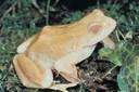 Albinotic - of or pertaining to or affected by albinism