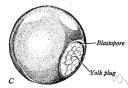 blastoporal - of or relating to a blastopore
