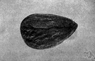 amygdaloid - shaped like an almond