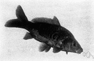 Cyprinus carpio - large Old World freshwater bottom-feeding fish introduced into Europe from Asia