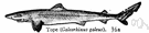 Galeorhinus - a genus of Carcharhinidae