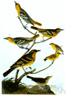 Seiurus - ovenbirds and water thrushes