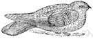 Caprimulgus - type genus of the Caprimulgidae