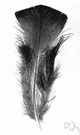 contour feather - feathers covering the body of an adult bird and determining its shape