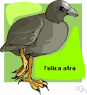 Fulica atra - a coot found in Eurasia