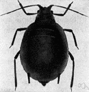genus Aphis - type genus of the Aphididae: injurious to fruit trees and vegetables