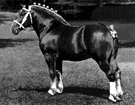 draft horse - horse adapted for drawing heavy loads