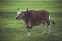 banteng - wild ox of the Malay Archipelago
