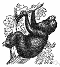 ai - a sloth that has three long claws on each forefoot and each hindfoot