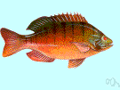 Lepomis gibbosus - small brilliantly colored North American sunfish