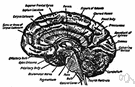 pons - a band of nerve fibers linking the medulla oblongata and the cerebellum with the midbrain