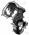 cotyloid cavity - the cup-shaped hollow in the hipbone into which the head of the femur fits to form a ball-and-socket joint