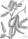 Prosopis glandulosa - thorny deep-rooted drought-resistant shrub native to southwestern United States and Mexico bearing pods rich in sugar and important as livestock feed