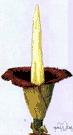 titan arum - malodorous tropical plant having a spathe that resembles the corolla of a morning glory and attains a diameter of several feet