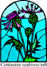 Centaurea scabiosa - tall European perennial having purple flower heads