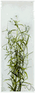 marsh bellflower - bellflower common in marshes of eastern North America having lanceolate linear leaves and small whitish flowers